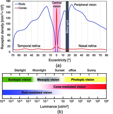 (a) Distribution of rods and cones depending on the eccentricity from ...