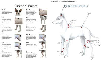 Acupuncture and Dogs: For Better Health - | Animal acupressure ...