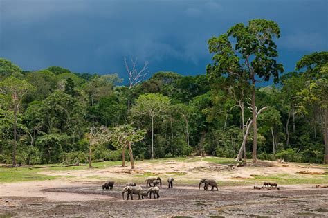 Dzanga Sangha National Park, March 24-31 2017 Group Trip | Group Trips | Africa Discovery