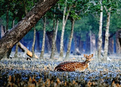 🐆Sundarbans🐒 🔘Mangrove Forest ♨ — Steemit