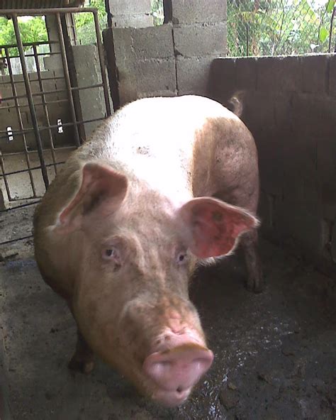 puerco!!!! | Animals, Pig