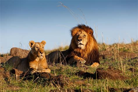 What Are The Differences Between Asiatic Lions And African Lions? - WorldAtlas