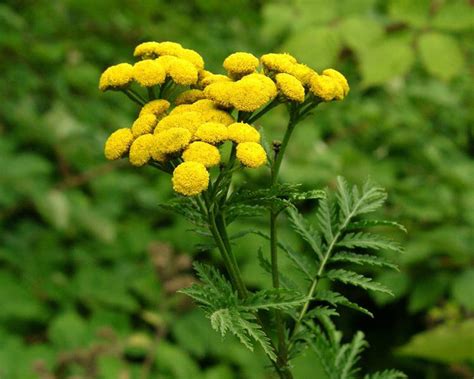 Common Tansy (Tanacetum vulgare) - Tualatin SWCD