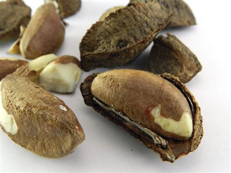 Brazil Nut Harvest - Tips On When And How To Harvest Brazil Nuts | Gardening Know How