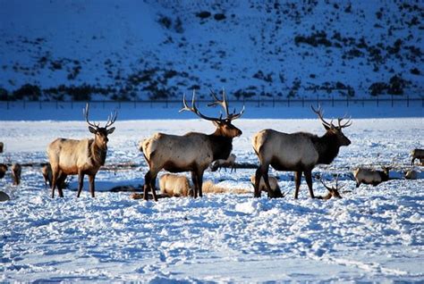 National Elk Refuge (Jackson) - 2020 All You Need to Know BEFORE You Go (with Photos) - Tripadvisor