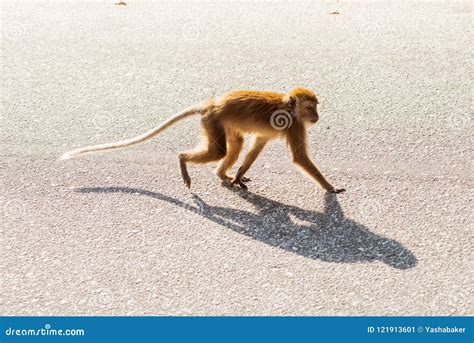 Cute Young Brown Monkey Walking on the Road Stock Image - Image of ...