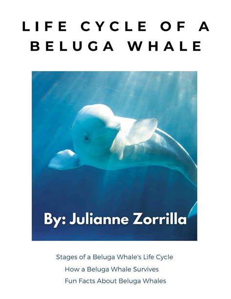 Life Cycle of a Beluga Whale by Julianne Z. by shapiron@nvnet.org - Issuu