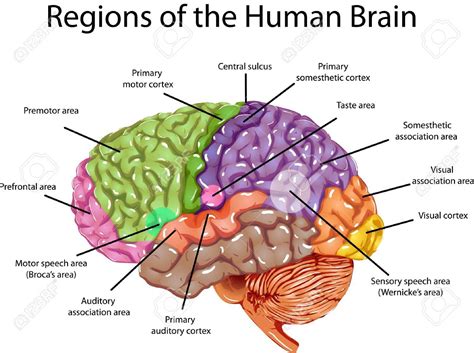 Human Brain Regions. Illustration of regions in human brain. - 13699569 | Human brain, Brain ...