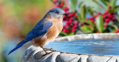 10 Incredible Eastern Bluebird Facts - AZ Animals