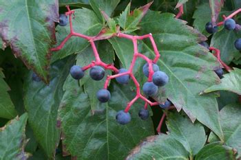 Virginia Snakeroot - Medicinal Herb Info