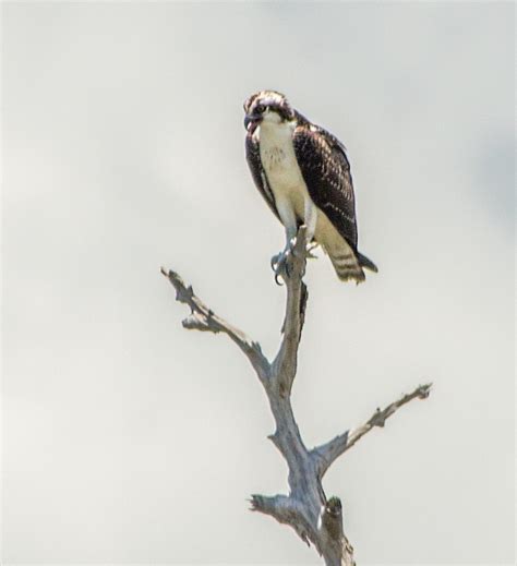 Osprey Observes | Florida Paddle Notes