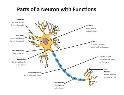 Labeled Neuron Diagram Biology Diagrams, Science Diagrams, Study Biology, Biology Notes, Neuron ...