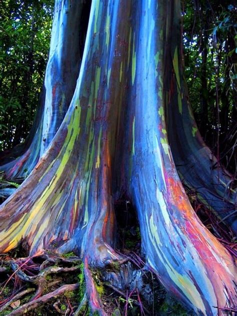 De belles couleurs... naturelles ! Eucalyptus "arc-en-ciel ...