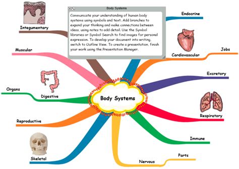 Mind Mapping Human Muscles And Bones : Skeletal Structure And Function ...