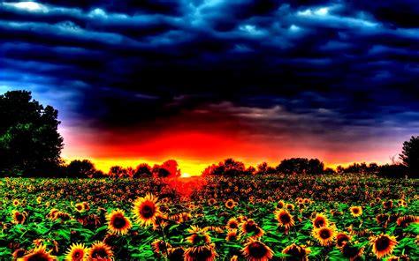 Sunflower Field Sunset Wallpapers - Top Free Sunflower Field Sunset ...