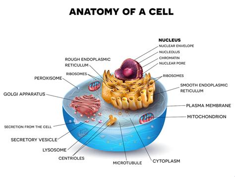 Cell Biology » Resources » Surfnetkids