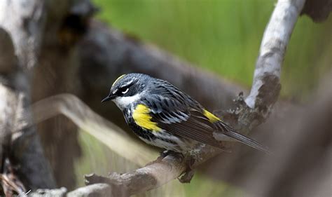 Yellow-rumped Warbler, the Herald of Warbler Migration