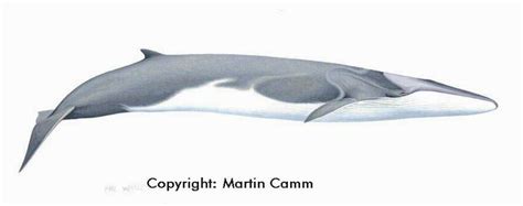 1: An artist's impression of a fin whale, showing its distinctive ...