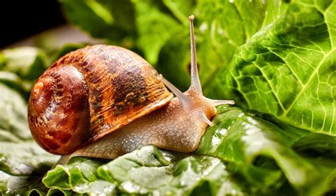 Snails | Garden Pests & Diseases | Gardening Tips | Thompson & Morgan