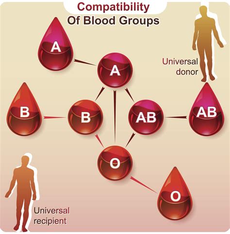 Facts About the Most Uncommon Blood Types You Probably Didn't Know