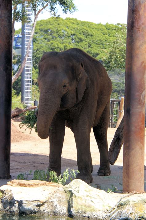 Taronga Zoo Sydney Australia - Destination's Journey