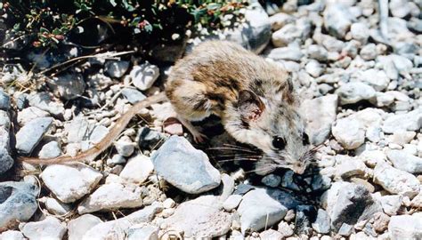 cactus mouse (Phoenix Zoo - Arizona Trail) · NaturaLista Mexico