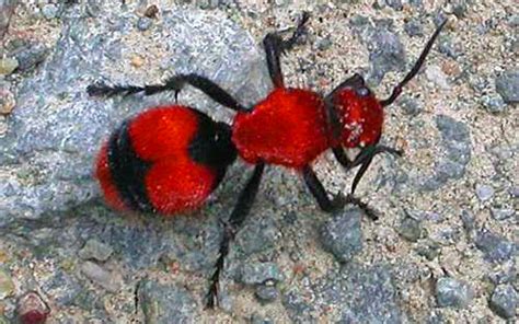 Velvet Ant or Cow Killer Ant - Coffeyville Telegram