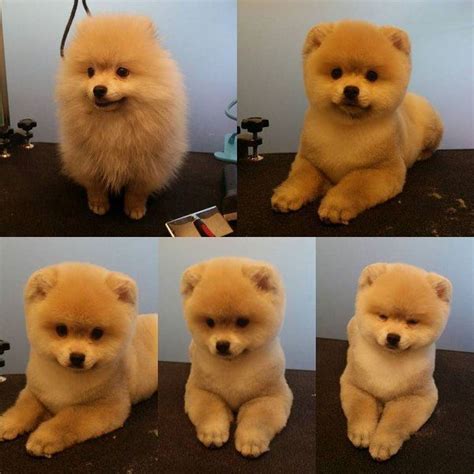 awesome Avant-Apres : -repinned- Before & after grooming photos... | Dog grooming styles, Dog ...