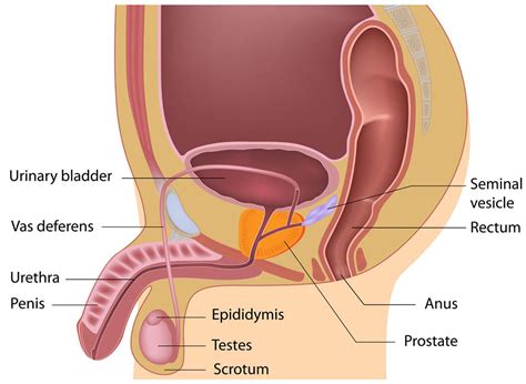 Details 141+ male reproductive system drawing best - seven.edu.vn