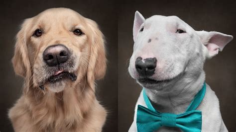 Photographer Captures Dogs Displaying Human Expressions | Fstoppers