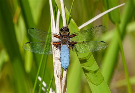 Closeup of Libellula depressa dragonfly on green plant · Free Stock Photo