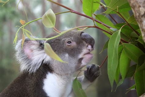 QUEENSLAND KOALA | (Phascolarctos cinereus )Queensland Koala… | Flickr