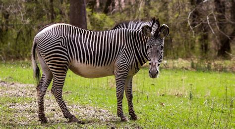 Grevy's Zebras at the Good Zoo at Oglebay Resort : Oglebay