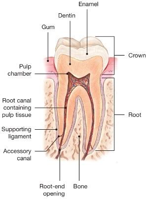 Root Canal Explained - American Association of Endodontists