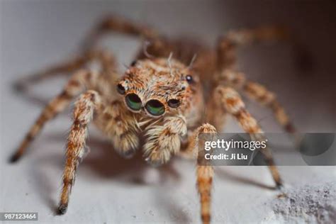 814 Jumping Spider Web Stock Photos, High-Res Pictures, and Images ...