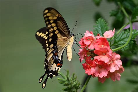 Top 10 Tips for Taking Great Photos of Butterflies | Nikon