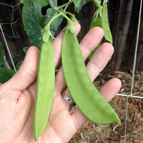 How to Plant & Grow Snow Peas | Growing snow peas, Winter vegetables gardening, Peas