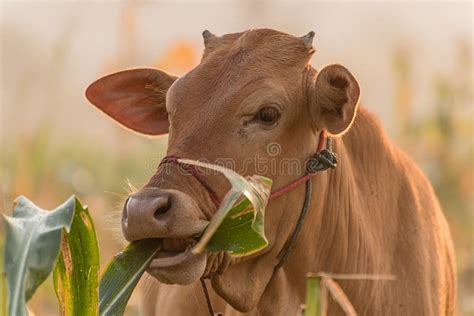 1,426 Cow Corn Field Stock Photos - Free & Royalty-Free Stock Photos from Dreamstime