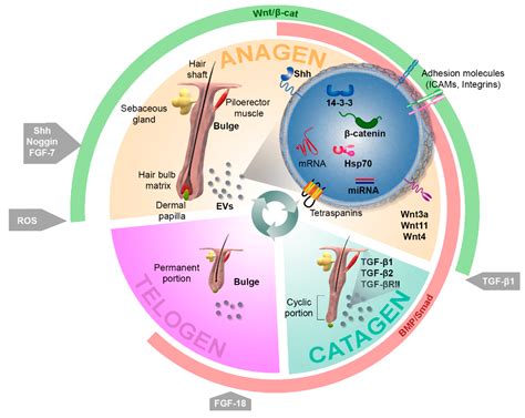 IJMS | Free Full-Text | The Role of Extracellular Vesicles in Cutaneous ...