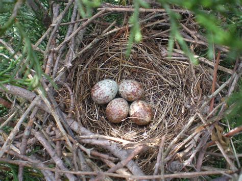 Northern Mockingbird nest | Flickr - Photo Sharing!