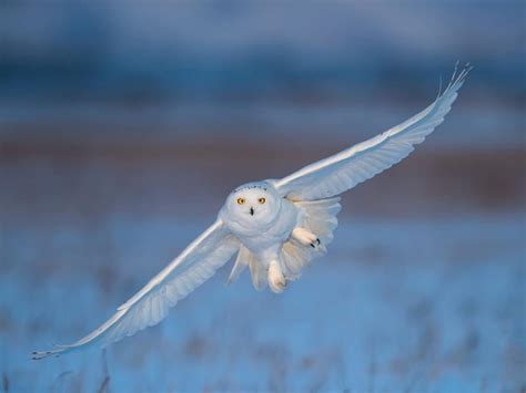 Snowy Owl Migration (Everything Explained) | Birdfact