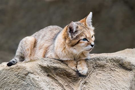 8 Fascinating Facts About the Sand Cat