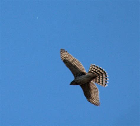 Cooper's Hawk from Lower Township, NJ, USA on October 23, 2023 at 11:35 AM by Peter M Martin ...