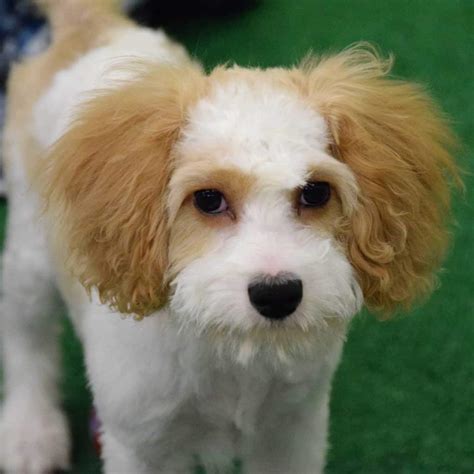 cavapoo-puppy-for-adoption-2 - Ridgewood Kennels II