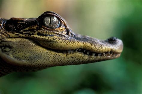 Close Up Of An American Alligator Photograph by Peter Dennen | Fine Art America