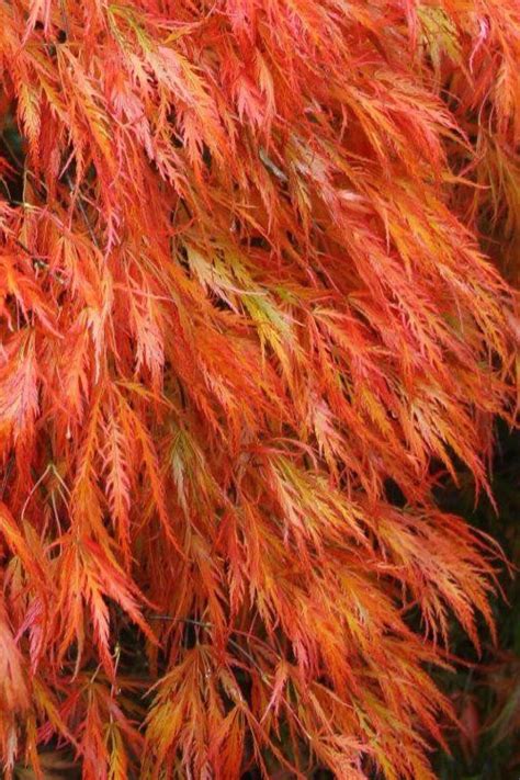 Buy Orangeola Weeping Japanese Maple - FREE SHIPPING - Trees For Sale Online From Wilson Bros ...