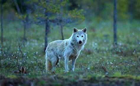 Wolf Watching Trips in Finland | Wildlife Worldwide