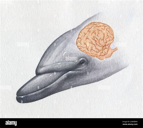 Dolphin head anatomy hi-res stock photography and images - Alamy