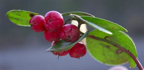 Wintergreen Tones in Black Tea | Alex Zorach's Tea Blog