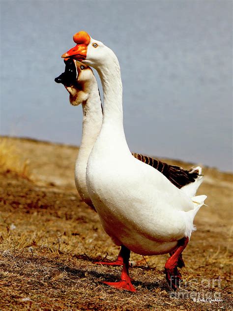 Ugly Swan Geese With Water Droplets Photograph by Dale E Jackson - Pixels